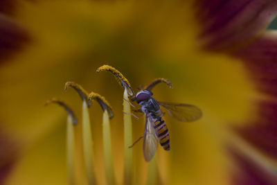 Hover fly lunch on stunning red and yellow flower 