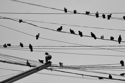 Low angle view of birds perching on cable