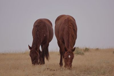 Horses grazing in a field