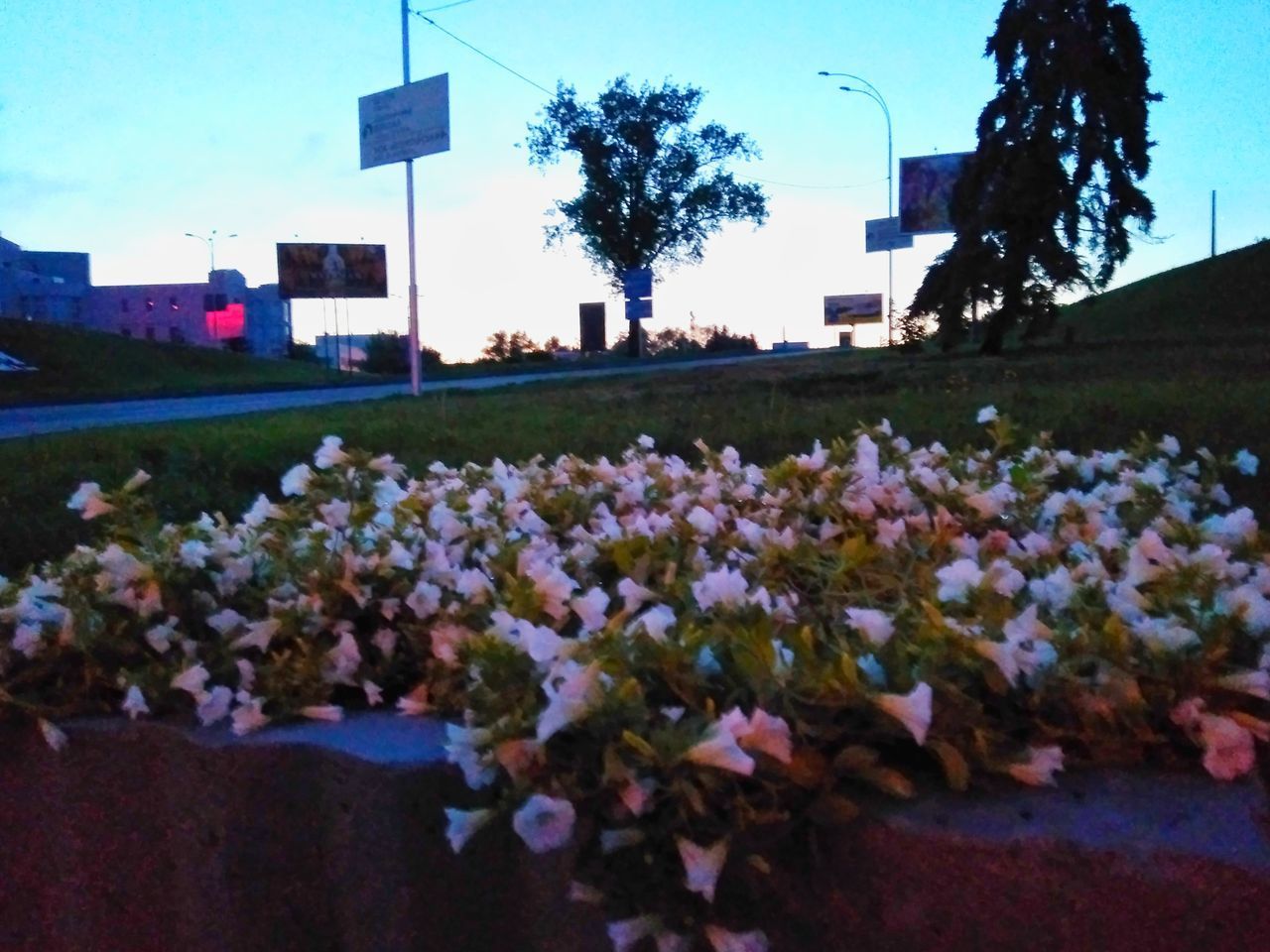 CLOSE-UP OF FLOWERS GROWING ON PLANT AGAINST SKY