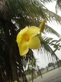 Close-up of raindrops on yellow flower