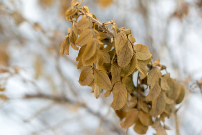 Low angle view of plant against sky