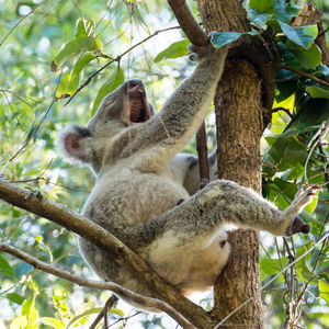 Low angle view of an animal on tree