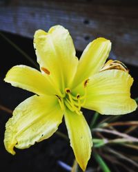 Close-up of yellow day lily