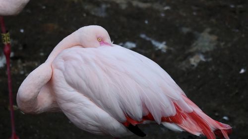 Close-up of a bird