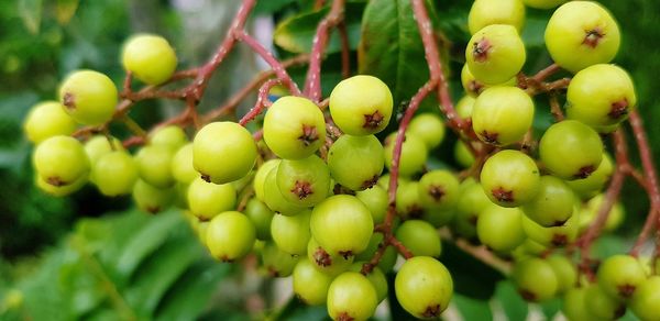 Close-up of fruits growing on tree
