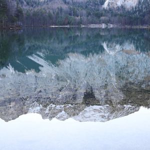 Reflection of trees in water