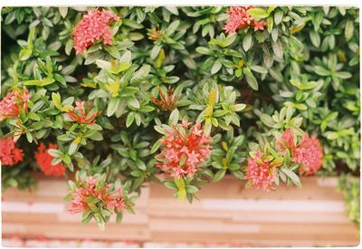 Close-up of red flowering plants