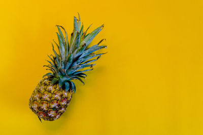 Close-up of fruit against yellow background