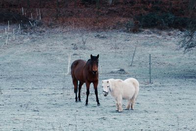 Horses standing in a field