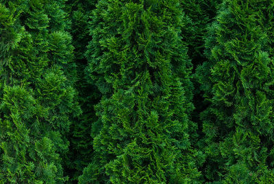 Botanical full-frame texture of thuja trees grown as green hedge - thuja occidentalis, closeup