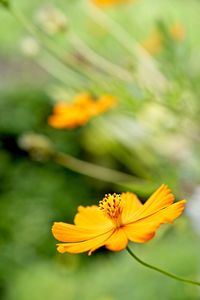 Close-up of yellow cosmos flower