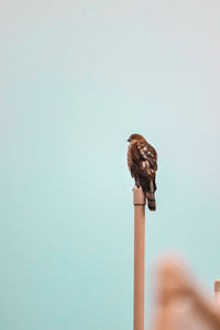 Hand holding bird against clear sky