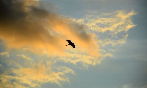 Low angle view of silhouette bird flying against sky