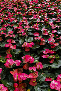 Close-up of pink flowering plants