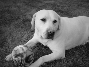 dog