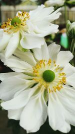 Close-up of white flowers blooming outdoors