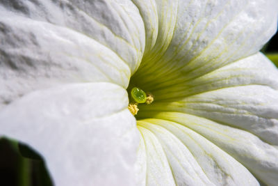 Full frame shot of white flower