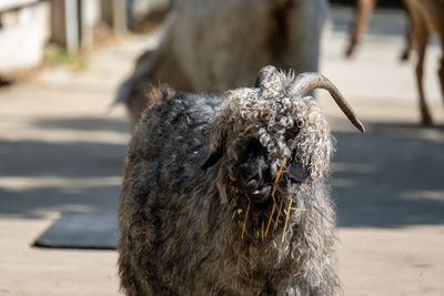 Portrait of a dog looking away