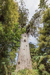 Low angle view of trees against sky