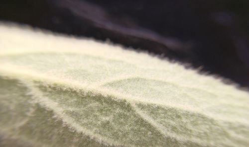 Macro shot of plant leaves