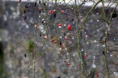 Close-up of tree