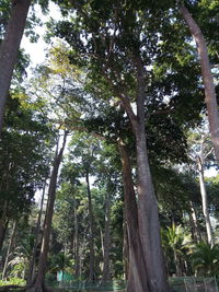 Low angle view of bamboo trees in forest