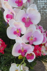 Close-up of pink flowers blooming outdoors