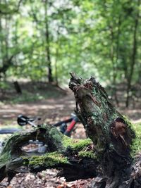 Close-up of tree trunk in forest