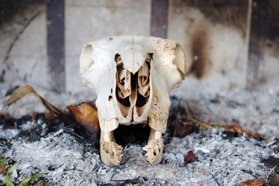 Close-up of animal skull