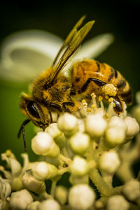 Close-up of bee on flower