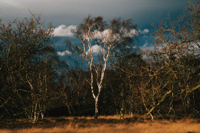 Close-up of tree against sky during sunset