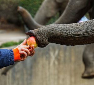 Close-up of hand holding ice cream