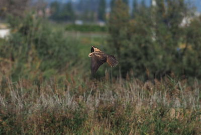 Bird flying over a field