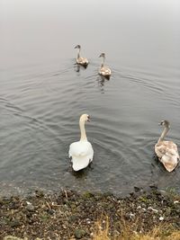 High angle view of swans swimming in lake