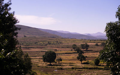 Scenic view of field against sky