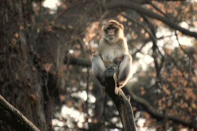 Monkey sitting on branch at tiergarten schonbrunn