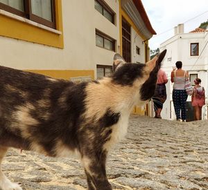 Close-up of a cat