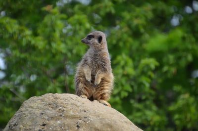 Close-up of meerkat