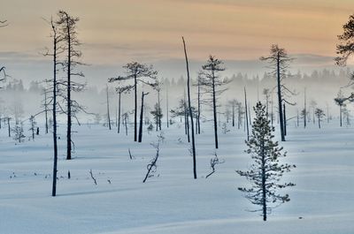 Plants on snow covered field against sky at sunset