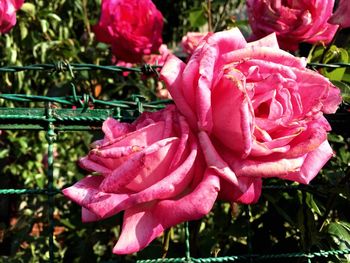 Close-up of pink rose blooming