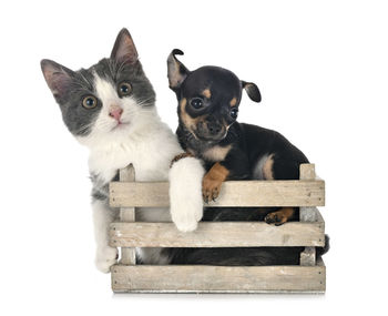 Portrait of a cat against white background