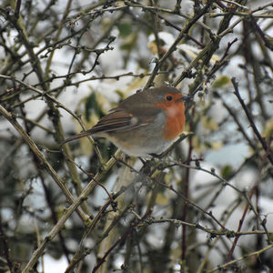 Close-up of bird perching on tree