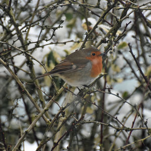 Robin in a snowy tree