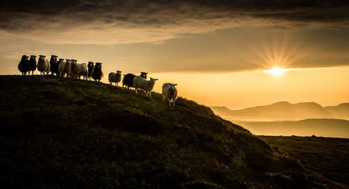 Sheep on countryside landscape at sunset