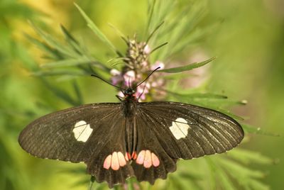 Close-up of butterfly on flower