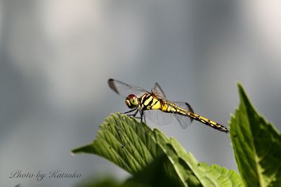 Close-up of insect on leaf