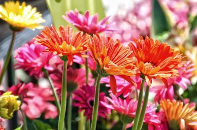 Close-up of pink flowering plant