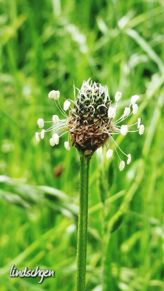 animal themes, animals in the wild, wildlife, one animal, insect, flower, growth, focus on foreground, green color, plant, nature, close-up, beauty in nature, fragility, grass, freshness, day, butterfly, butterfly - insect, outdoors