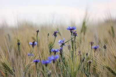 Close-up of purple flowering plants on field